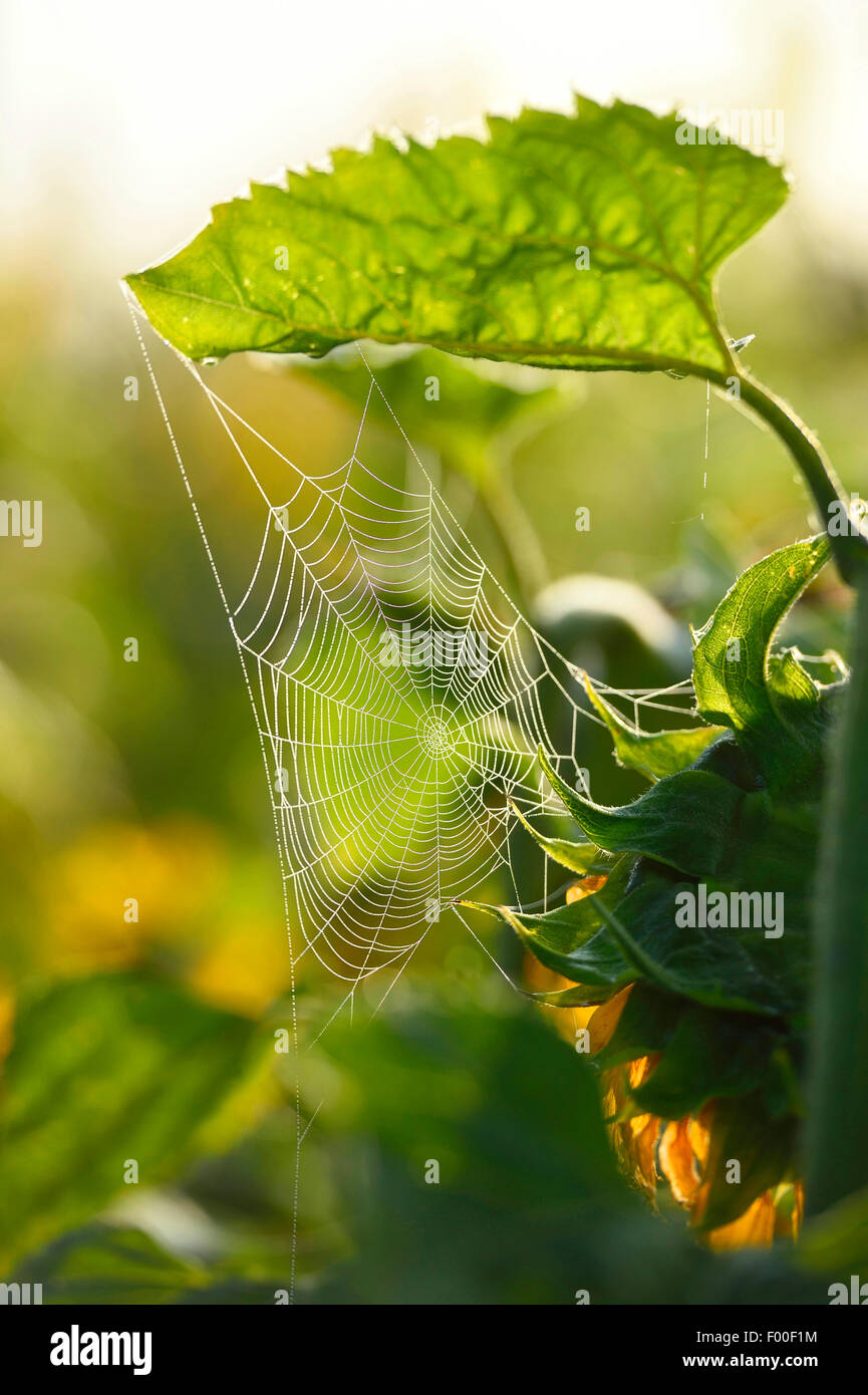 Comune di girasole (Helianthus annuus), con spiderweb, in Germania, in Baviera Foto Stock