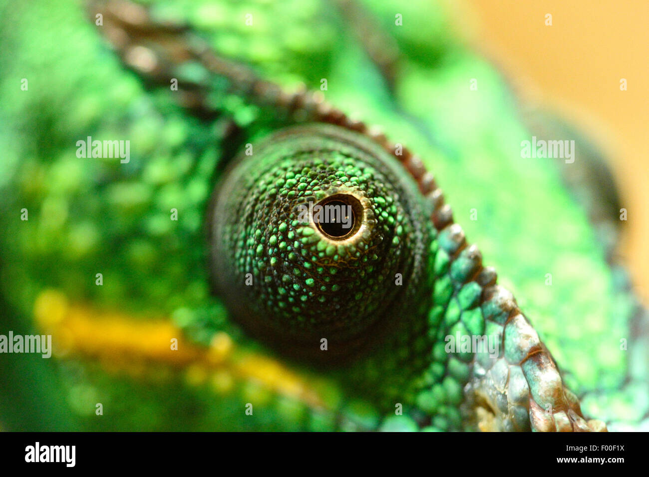 Panther chameleon (Furcifer pardalis, Chamaeleo pardalis), occhio Foto Stock