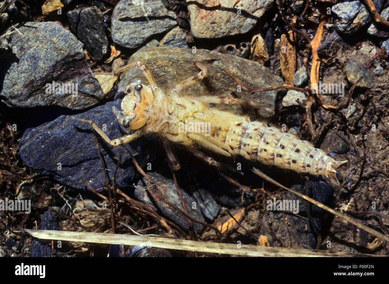 Golden-inanellati dragonfly (Cordulegaster boltoni, Cordulegaster boltonii, Cordulegaster annulatus), larva, Germania Foto Stock