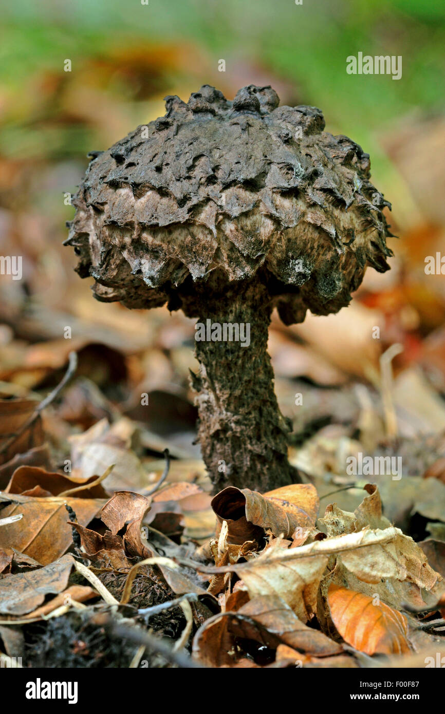 Il vecchio uomo di boschi, il cono Fungo (Strobilomyces strobilaceus, Strobilomyces floccopus, Strobilomyces strobiliformis), Germania Foto Stock