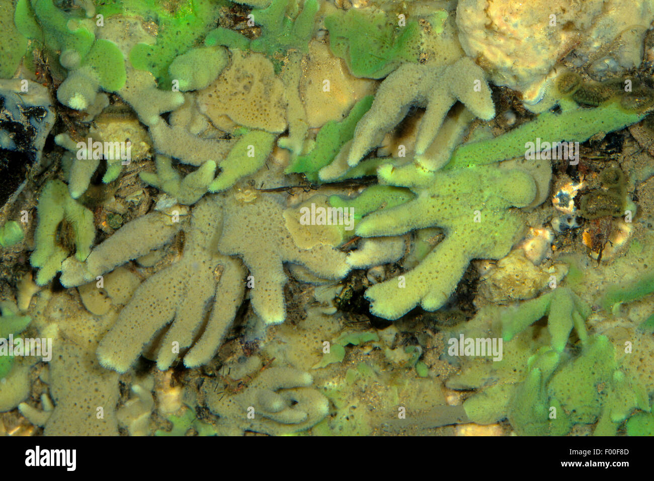 Pond spugna e spugna di acqua dolce (Spongilla lacustris), spugna con verde unicellulare alghe generando il colore verde Foto Stock