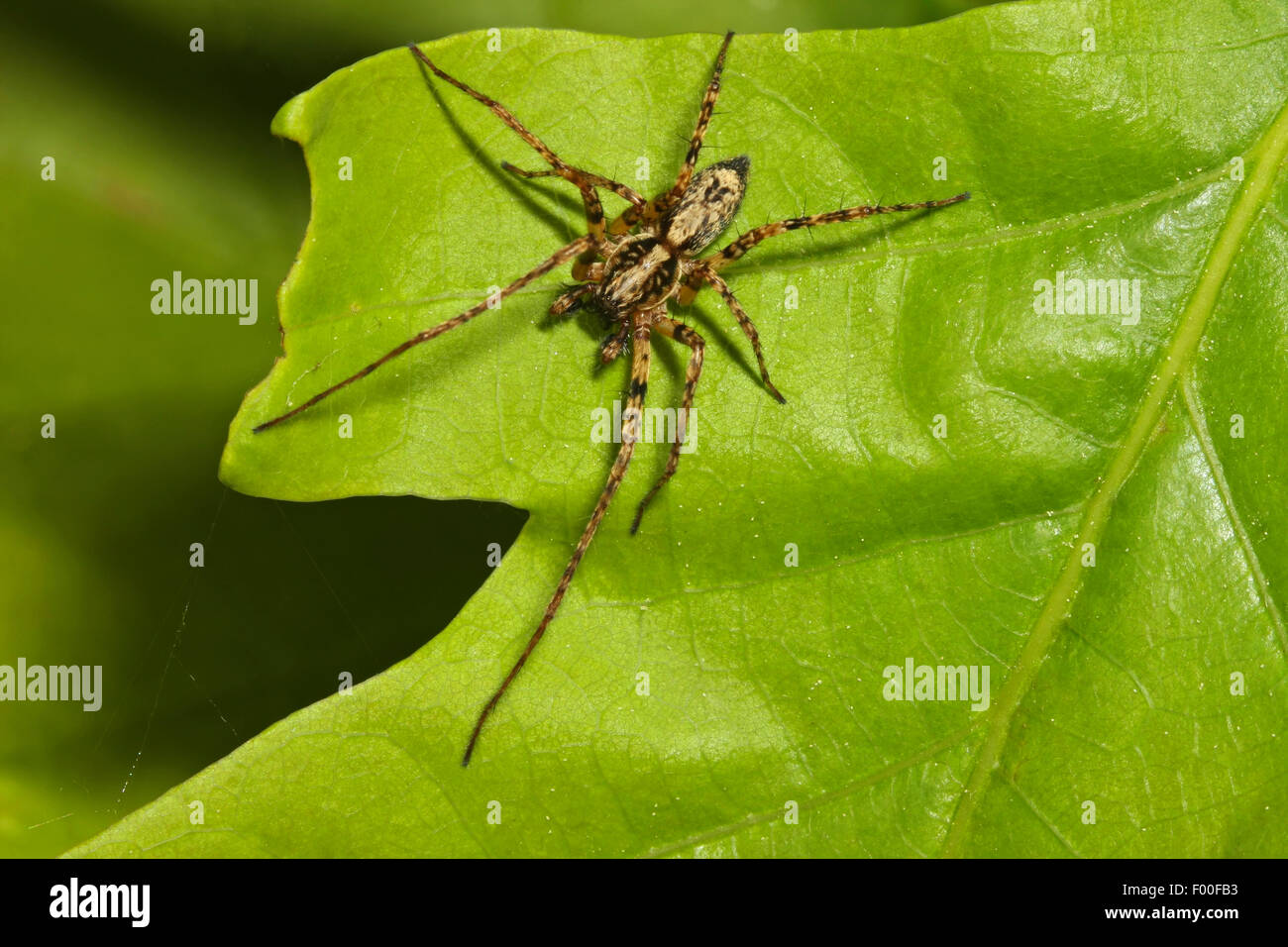 Ronzio spider (Anyphaena accentuata), maschio, ragno dell'anno 2015, Germania Foto Stock