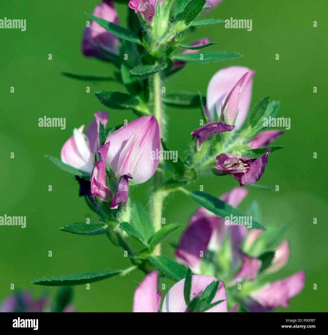 Hauhechel; Dorniger;, Ononis spinosa; heilpflanze Foto Stock