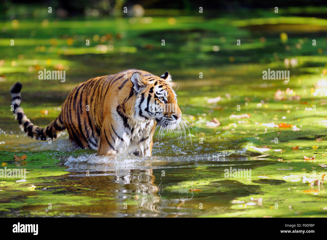 Tigre Siberiana, Amurian tiger (Panthera tigris altaica), camminando attraverso l'acqua Foto Stock
