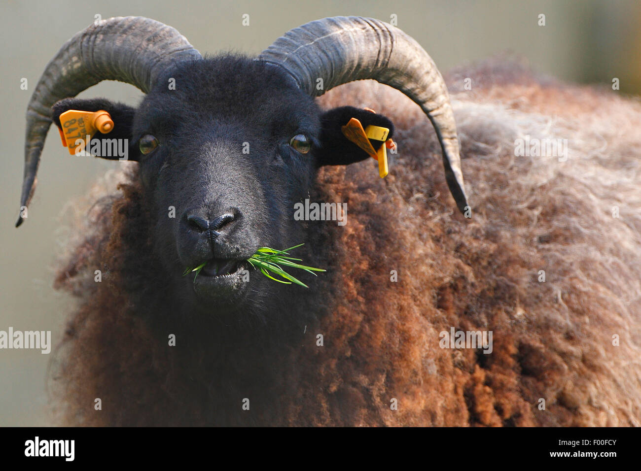 Pecore delle Ebridi; Saint-Kilda pecore (Ovis ammon f. aries), il ritratto di un gregge al pascolo, Paesi Bassi Foto Stock