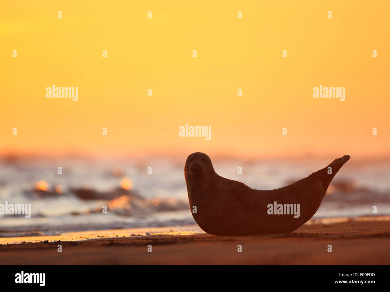 Guarnizione grigio (Halichoerus grypus), guarnizione curioso al sorgere del sole sulla spiaggia, silhouette, Regno Unito Foto Stock