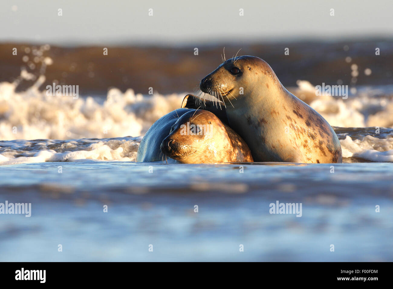 Guarnizione grigio (Halichoerus grypus), due guarnizioni di tenuta insieme giocando nella rottura delle onde, Regno Unito Foto Stock