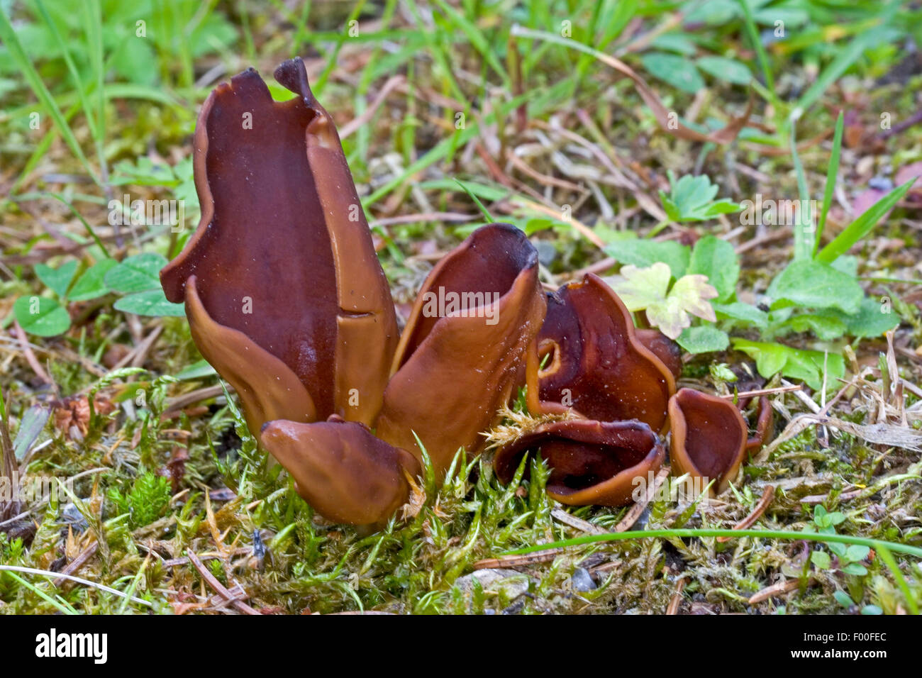 Orecchio giallo, giallo Orecchio di coniglio, giallo orecchie di coniglio (Otidea leporina, Helvella leporina), in un prato, Germania Foto Stock