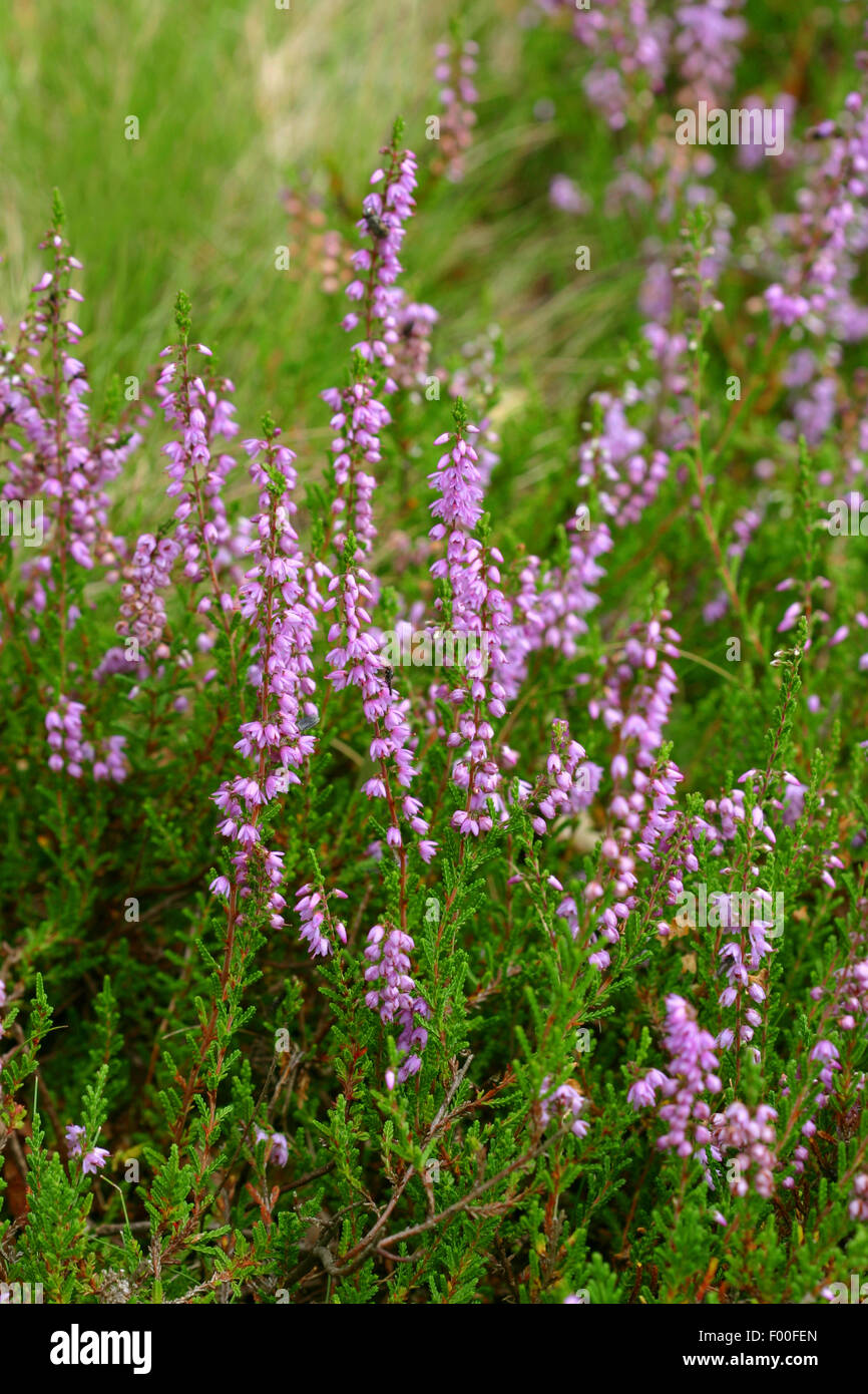 Comune di erica, Ling, Heather (Calluna vulgaris), fioritura, Germania Foto Stock