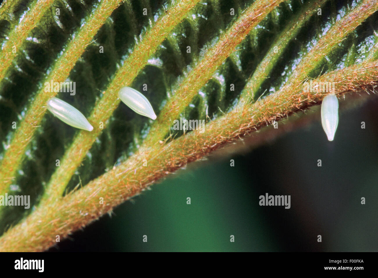 Brimstone (Gonepteryx rhamni), uova, Germania Foto Stock