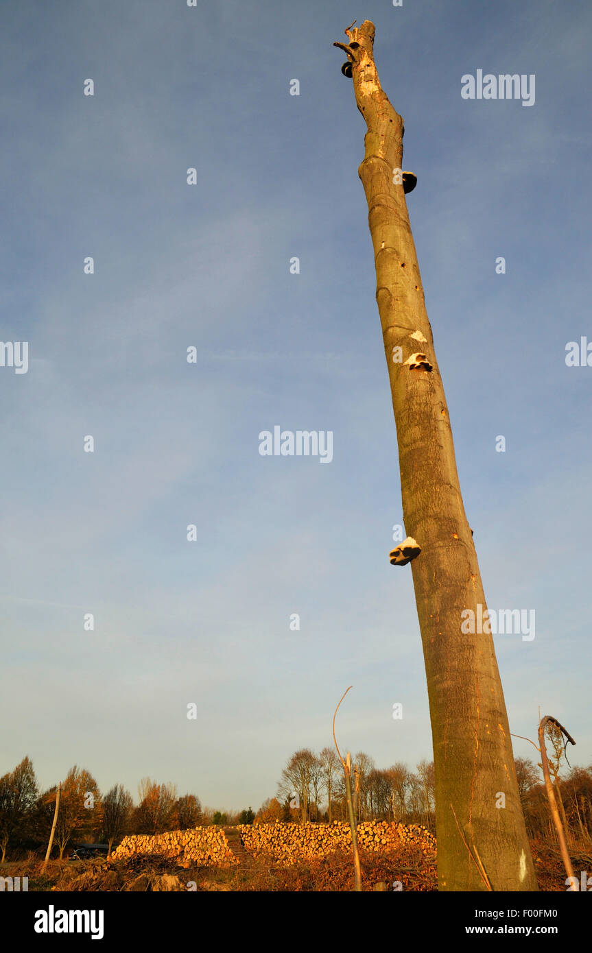 Unico albero morto con funghi a estirpare area, catasta di legno in background, in Germania, in Renania settentrionale-Vestfalia, la zona della Ruhr, Castrop-Rauxel Foto Stock