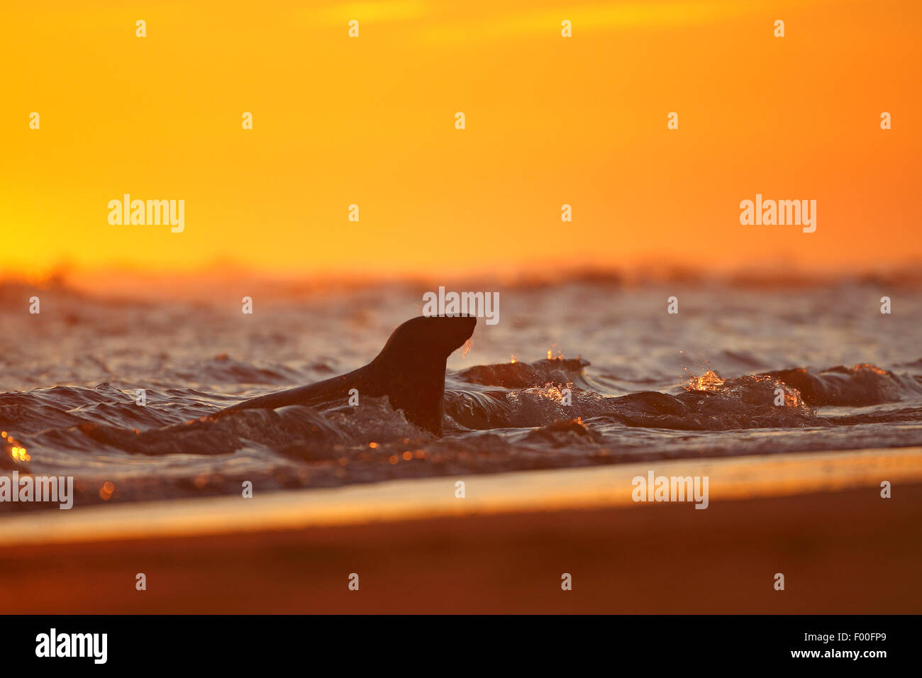 Guarnizione grigio (Halichoerus grypus), nell'infrangersi delle onde sulla spiaggia, red sky, Regno Unito Foto Stock