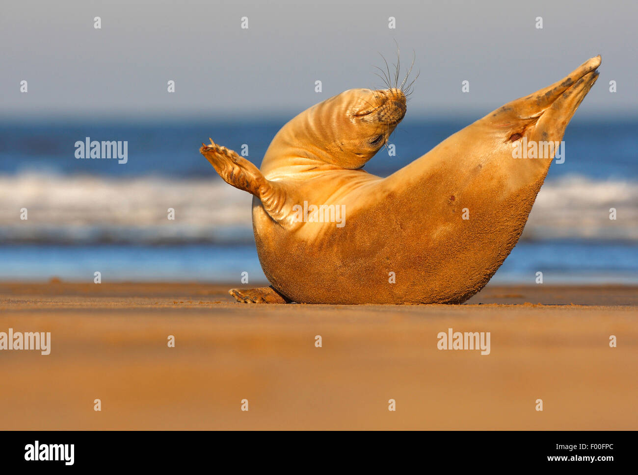 Guarnizione grigio (Halichoerus grypus), che giace sulla spiaggia e stretching, Regno Unito Foto Stock