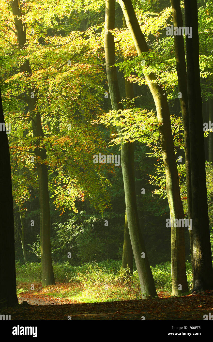 Comune di faggio (Fagus sylvatica), la foresta di faggio in autunno, Belgio, Ardenne, Beukenbos Foto Stock