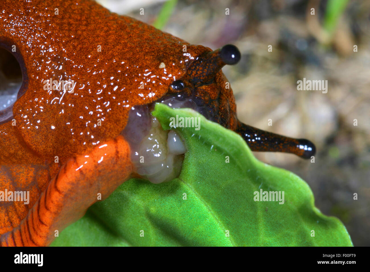 Rosso grande slug, maggiore red slug, cioccolato (Arion Arion rufus, Arion ater, Arion ater ssp. rufus), feed su una foglia, Germania Foto Stock