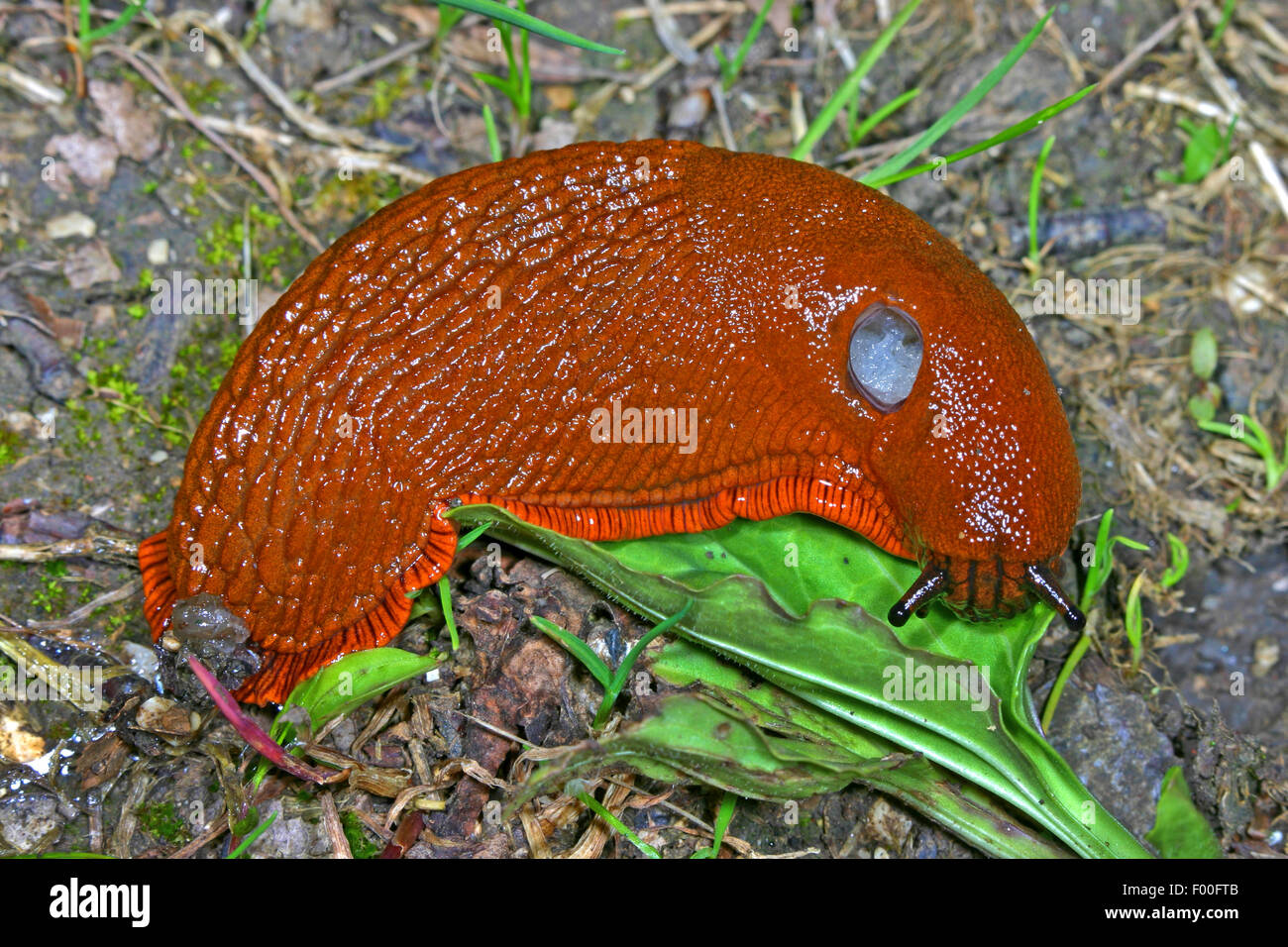 Rosso grande slug, maggiore red slug, cioccolato (Arion Arion rufus, Arion ater, Arion ater ssp. rufus), feed su una foglia, Germania Foto Stock