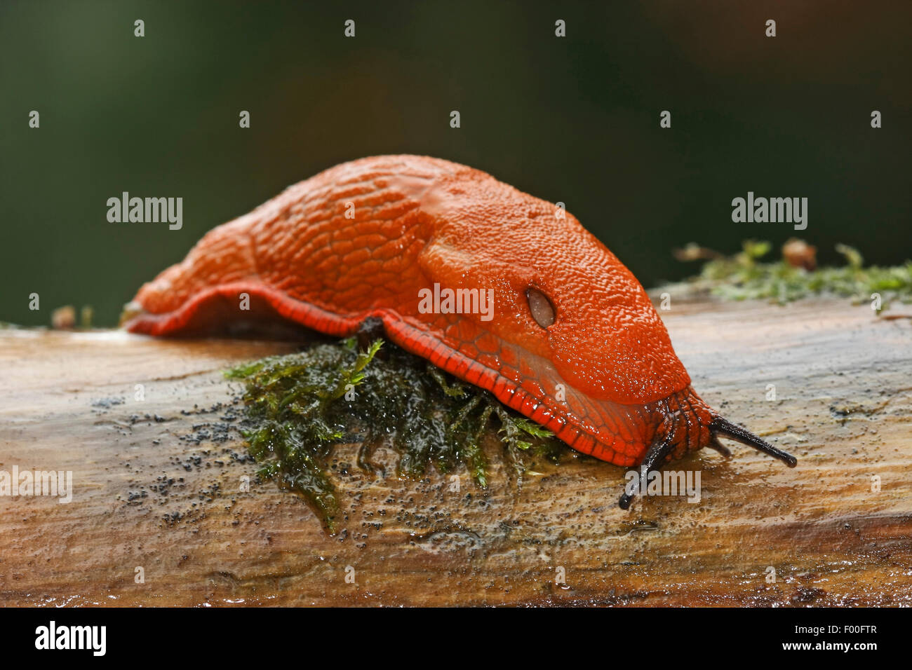 Rosso grande slug, maggiore red slug, cioccolato (Arion Arion rufus, Arion ater, Arion ater ssp. rufus), striscianti su un ramo, Germania Foto Stock