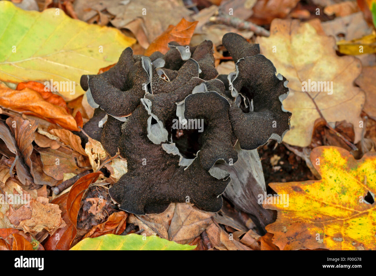 Corno dell'abbondanza, nero tromba, Black chanterelle (Craterellus cornucopioides, Cantharellus cornucopioides, Craterella cornucopioides), singolo corpo fruttifero sul suolo della foresta, Germania Foto Stock