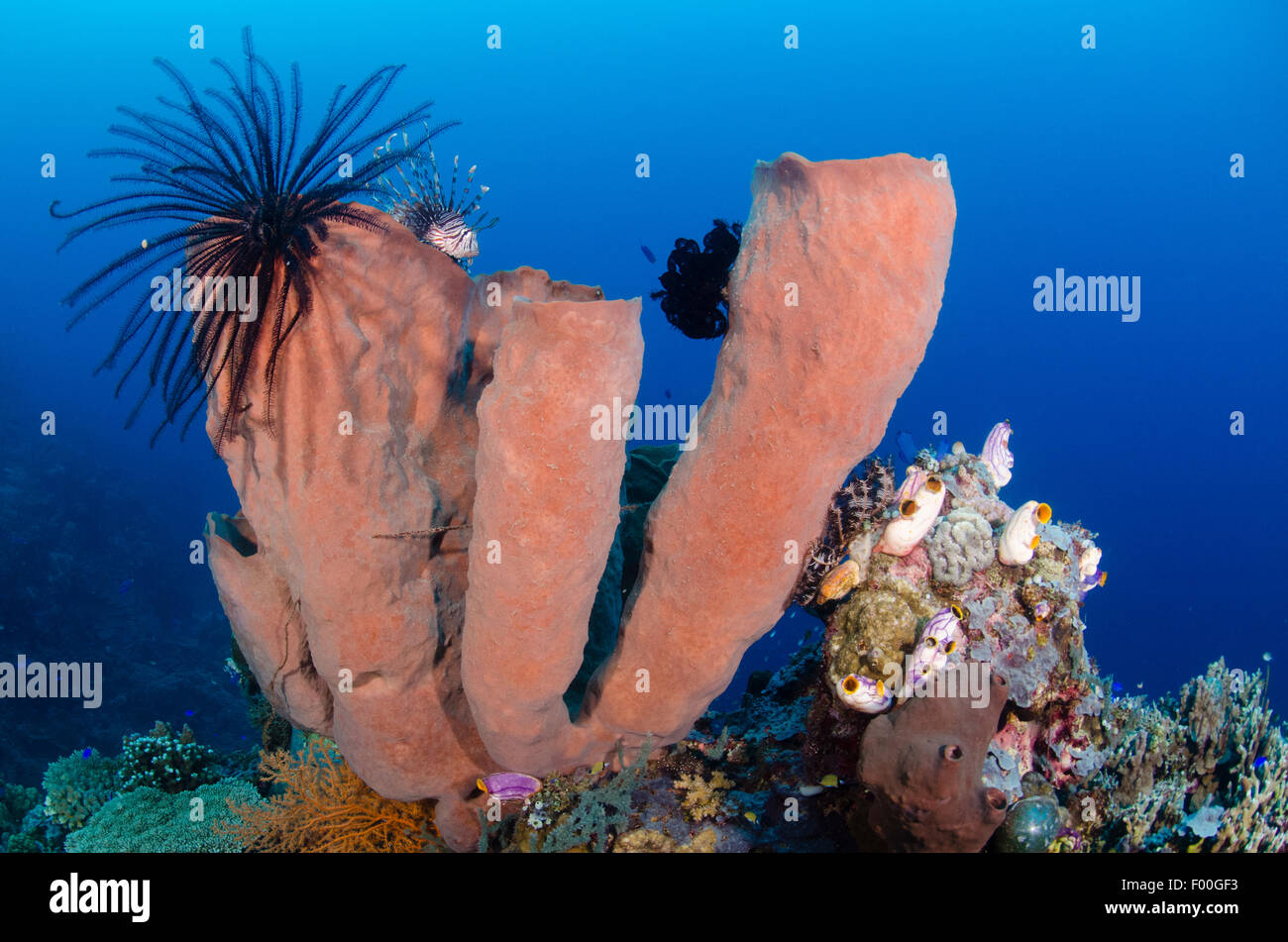 Un leone, pterois volitans, nasconde in cima al tubo di spugne, poriferi sp., Parigi Moutong, Tomini Bay, Sulawesi centrali, Indonesia Foto Stock