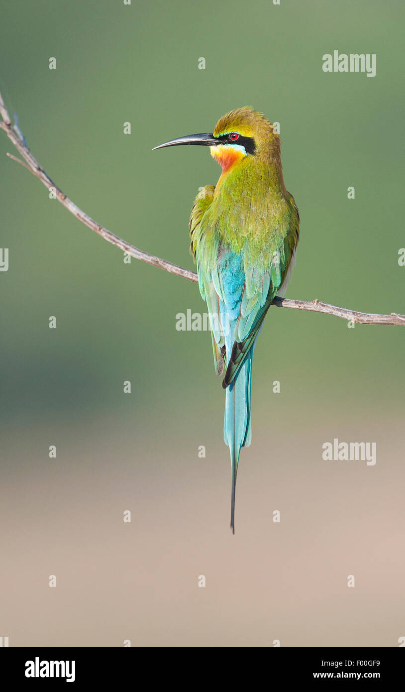 L'immagine di Blue tailed Bee eater è stato girato nel parco nazionale Yala in Sri Lanka Foto Stock