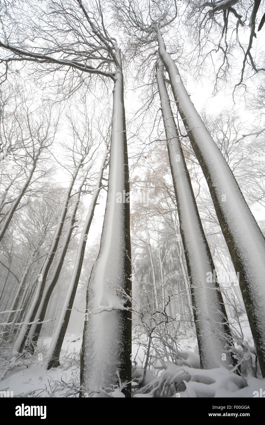 Comune di faggio (Fagus sylvatica), coperta di neve del bosco di faggio nella nebbia, inverno, Francia Foto Stock