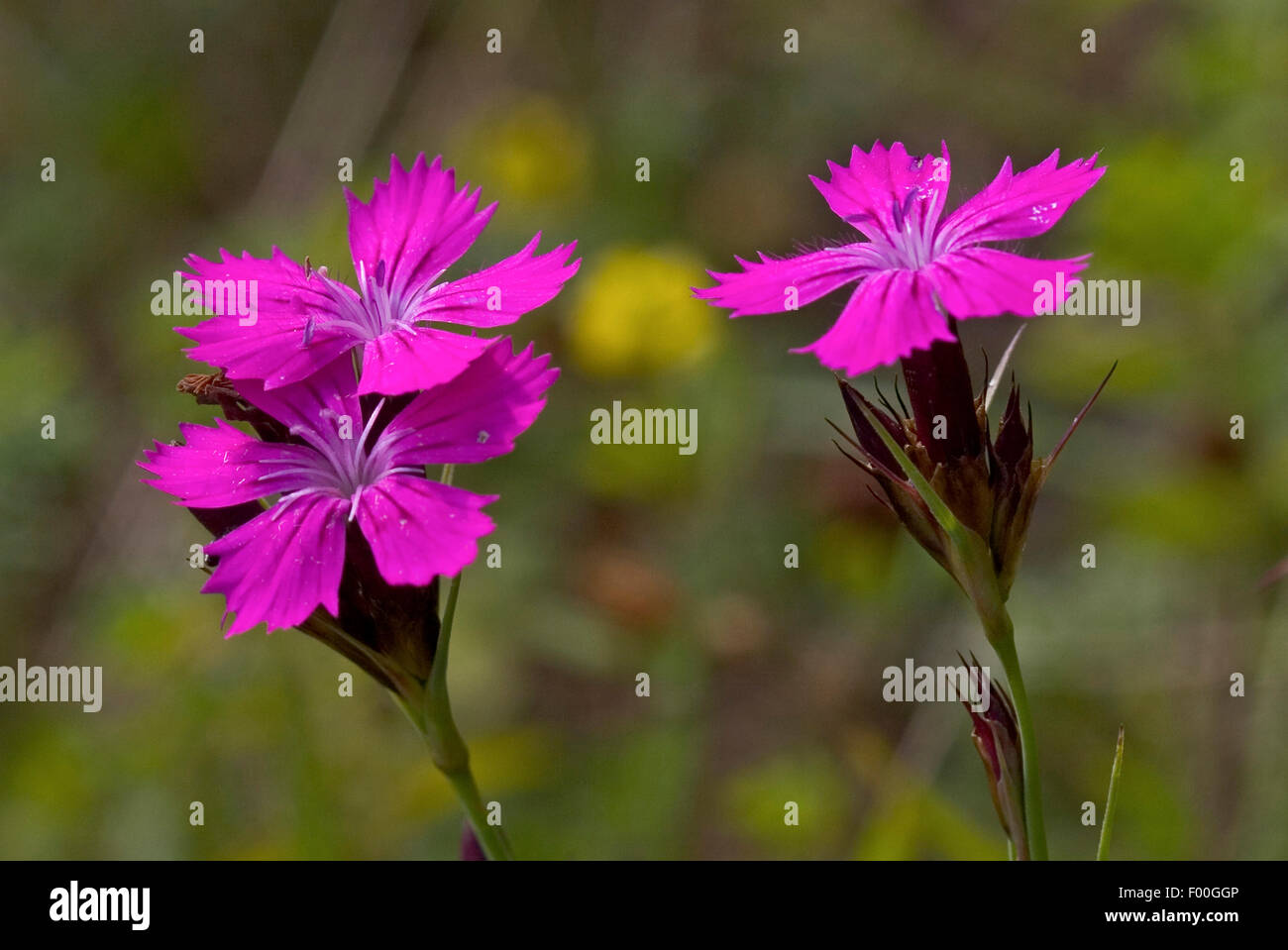 Rosa dei certosini, Clusterhead rosa (Dianthus carthusianorum), infiorescenza, Germania Foto Stock