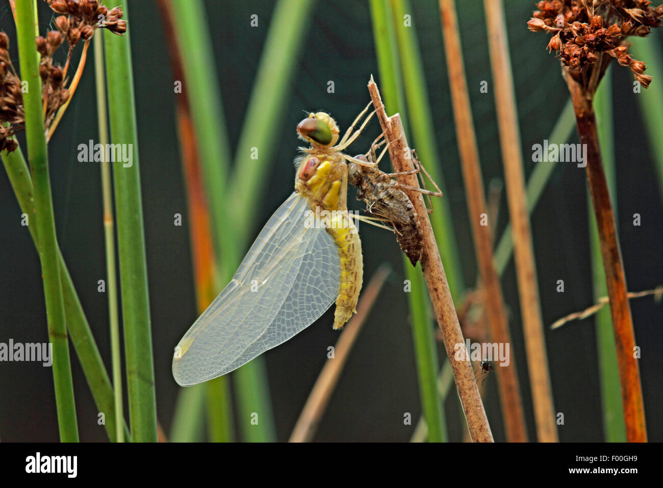 Nero (sympetrum Sympetrum danae), larva portelli fuori della sua pelle larvale, Germania Foto Stock