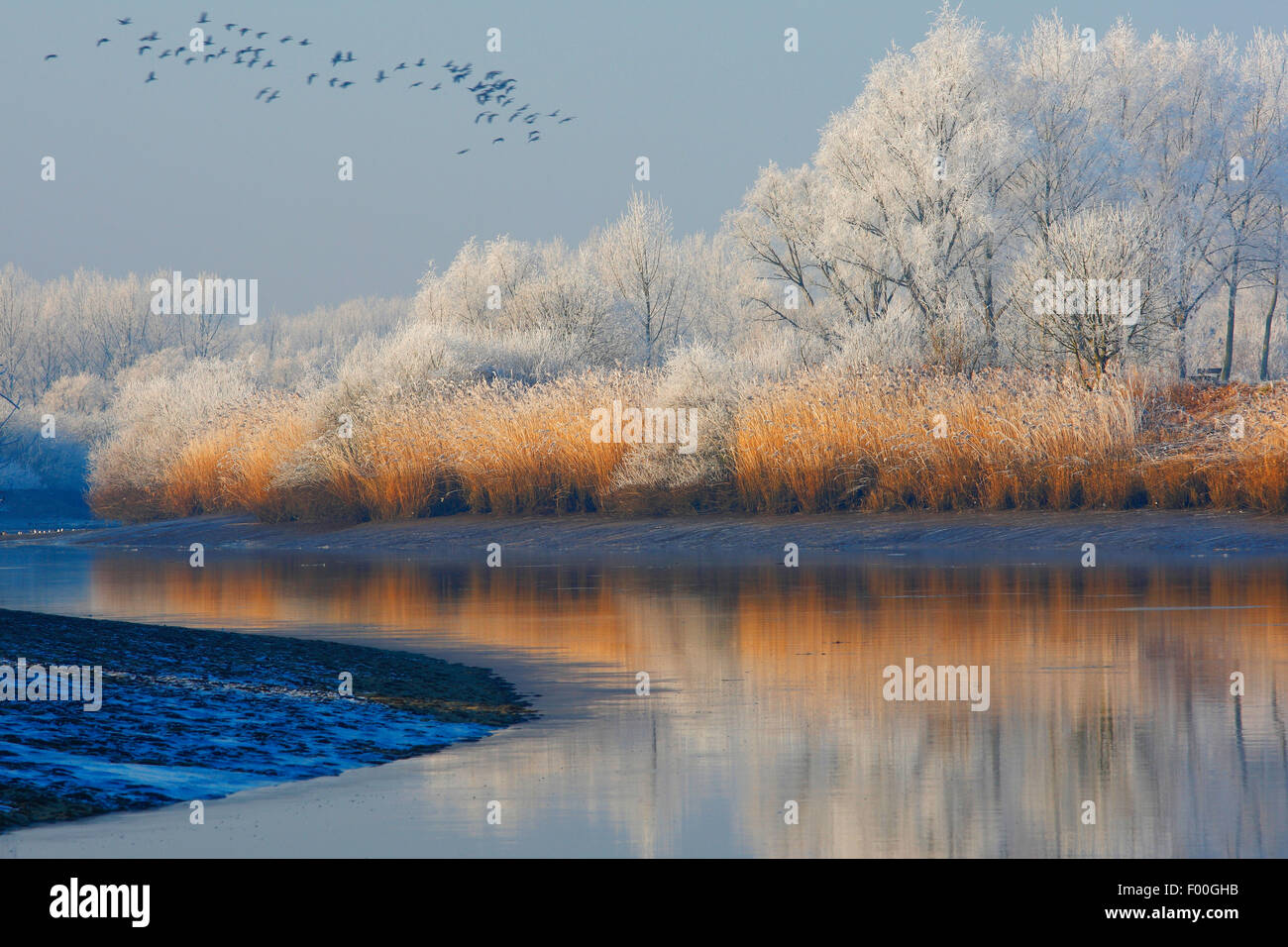 Stormo di oche e di riflessione della coperta di neve alberi e reed fringe lungo il fiume Schelda, Belgio Foto Stock