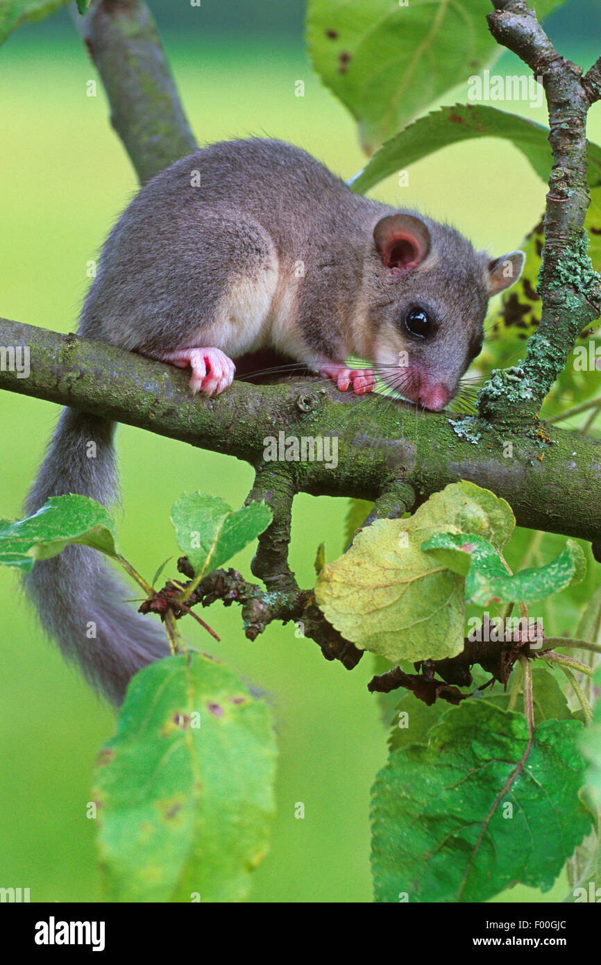 Moscardino commestibili, commestibili nessuno ghiro, grasso ghiro, scoiattolo-tailed ghiro (Glis glis), seduto su un ramo, Germania Foto Stock