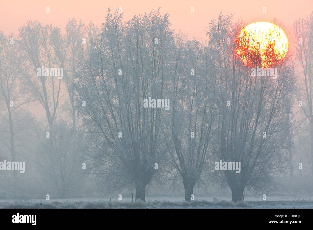 Willow, vimini (Salix spec.), pollard salici nella neve a sunrise, Belgio Foto Stock