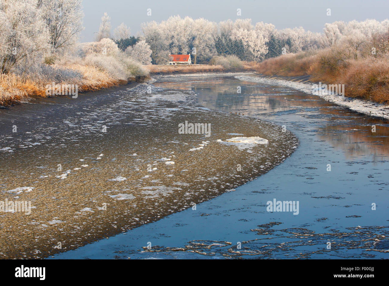 La riflessione di coperta di neve alberi lungo il fiume Schelda, Belgio Foto Stock