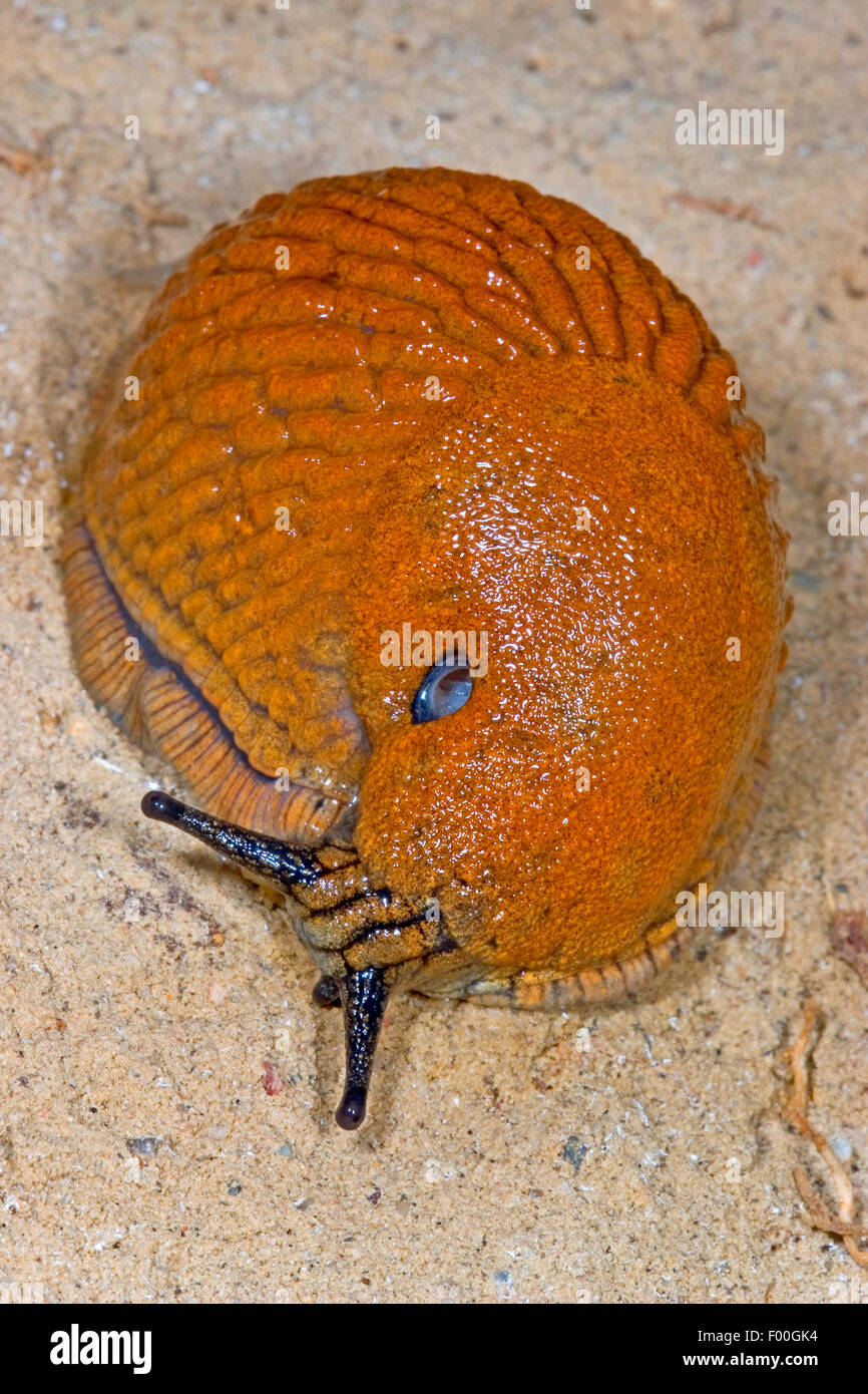 Lo spagnolo slug, lusitani slug (Arion lusitanicus, ione vulgaris), vista da sopra, Germania Foto Stock