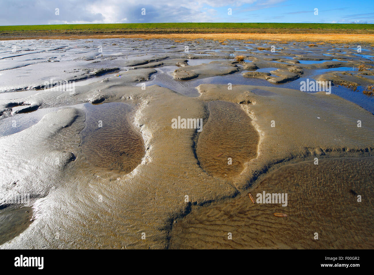 Velme lungo Westerschelde, Belgio Foto Stock