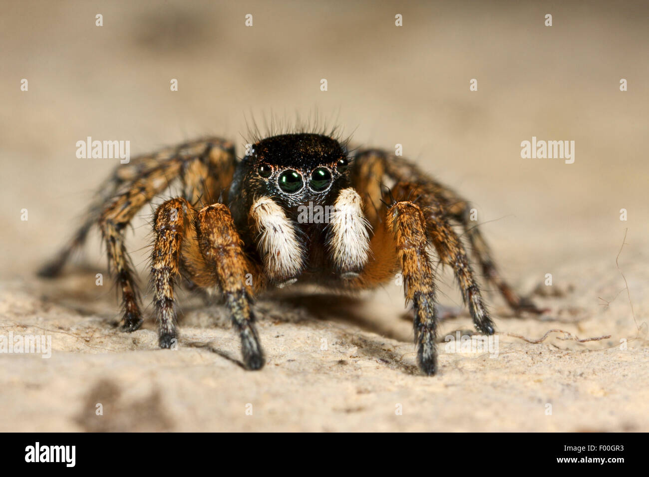 Jumping spider (Asianellus festosa, Phlegra festiva, Aelurillus festosa), maschio, Germania Foto Stock