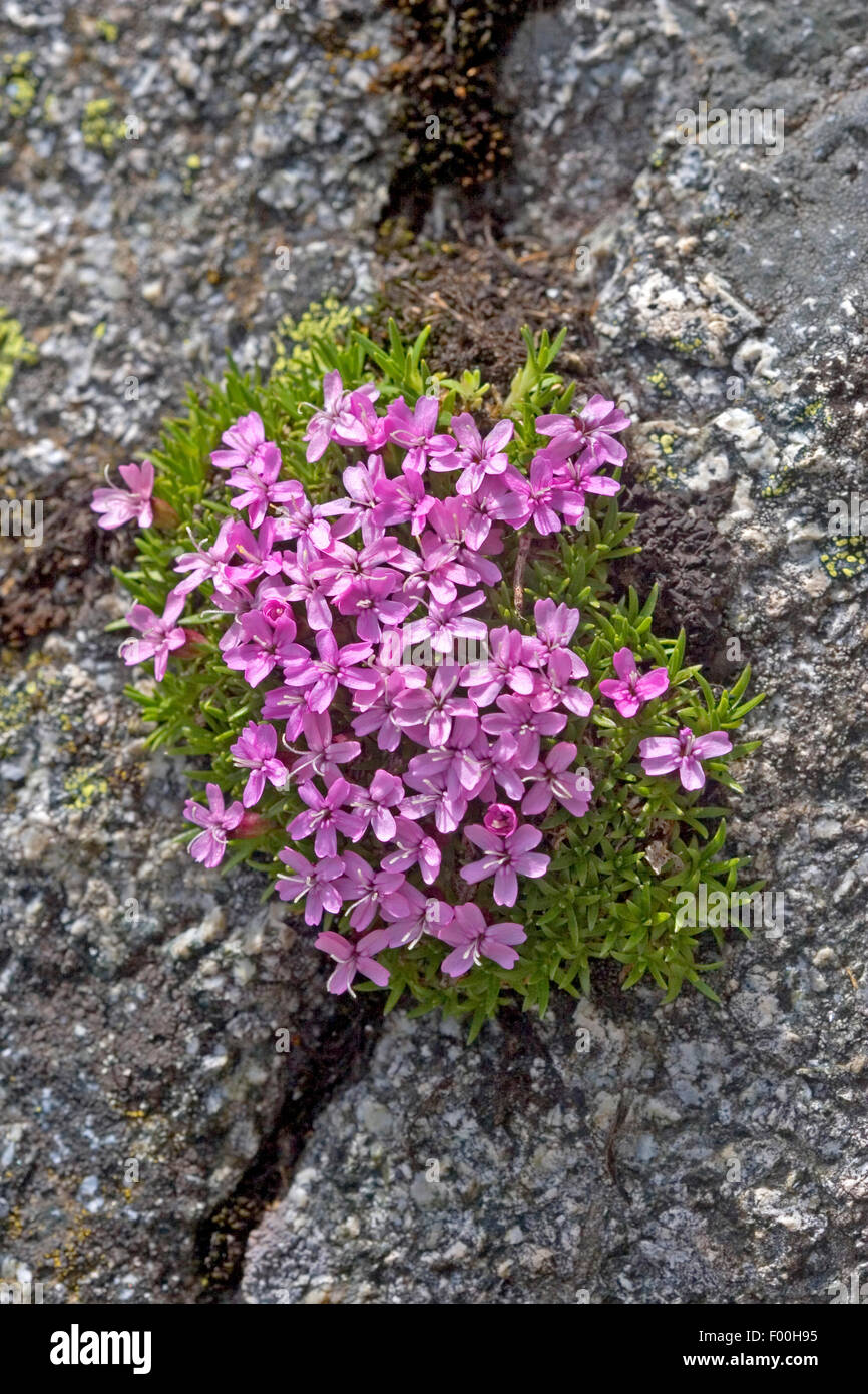 Moss campion, cuscino rosa (Silene acaulis), fioritura, Germania Foto Stock