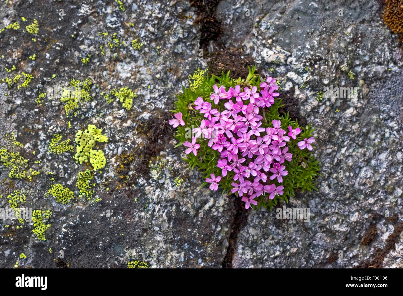 Moss campion, cuscino rosa (Silene acaulis), fioritura, Germania Foto Stock