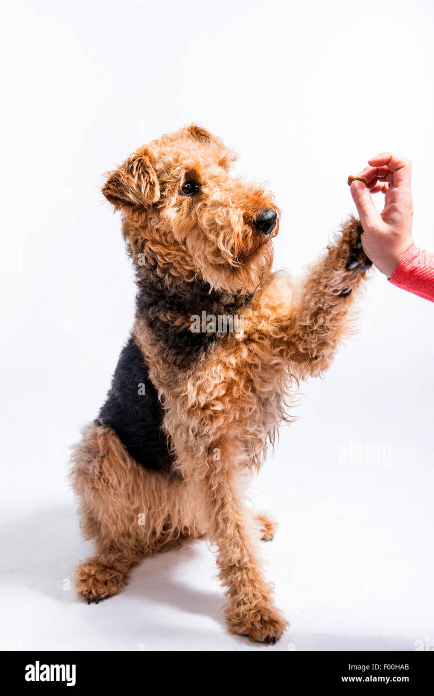 Airedale Terrier (Canis lupus f. familiaris), si siede, dà paw Foto Stock
