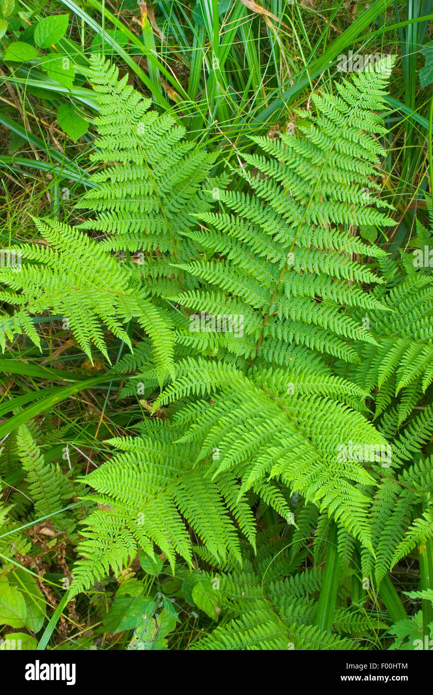 Signora fern, comune lady-fern (Athyrium filix-femina), Germania Foto Stock