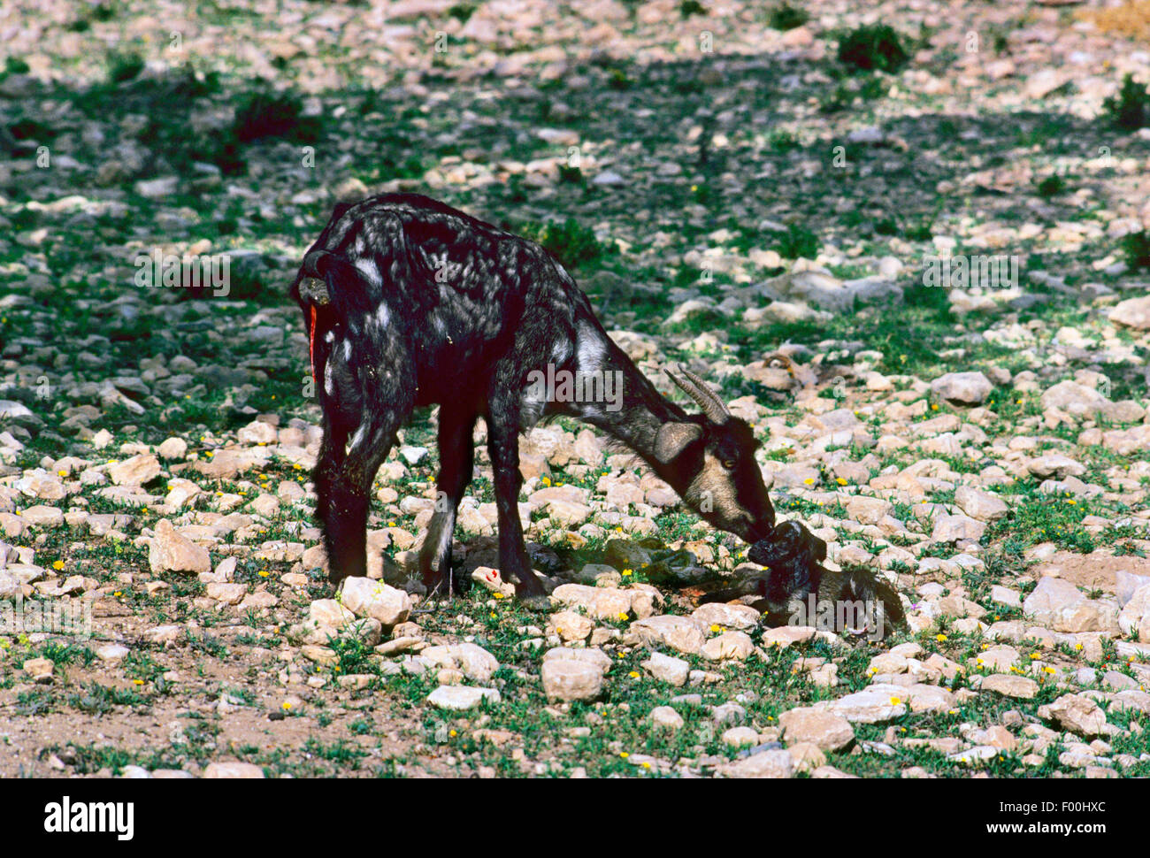 Capra domestica (Capra hircus, Capra aegagrus f. hircus), femmina con goatling neonato, Germania Foto Stock
