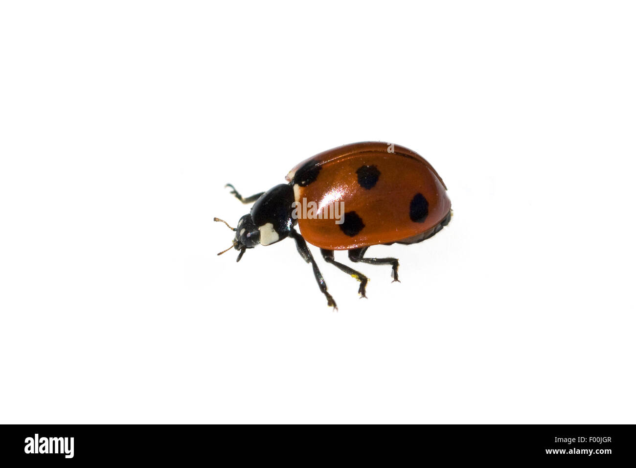 Marienkaefer; Coccinella; semptempunctata; 7-Punkt; insekt Foto Stock
