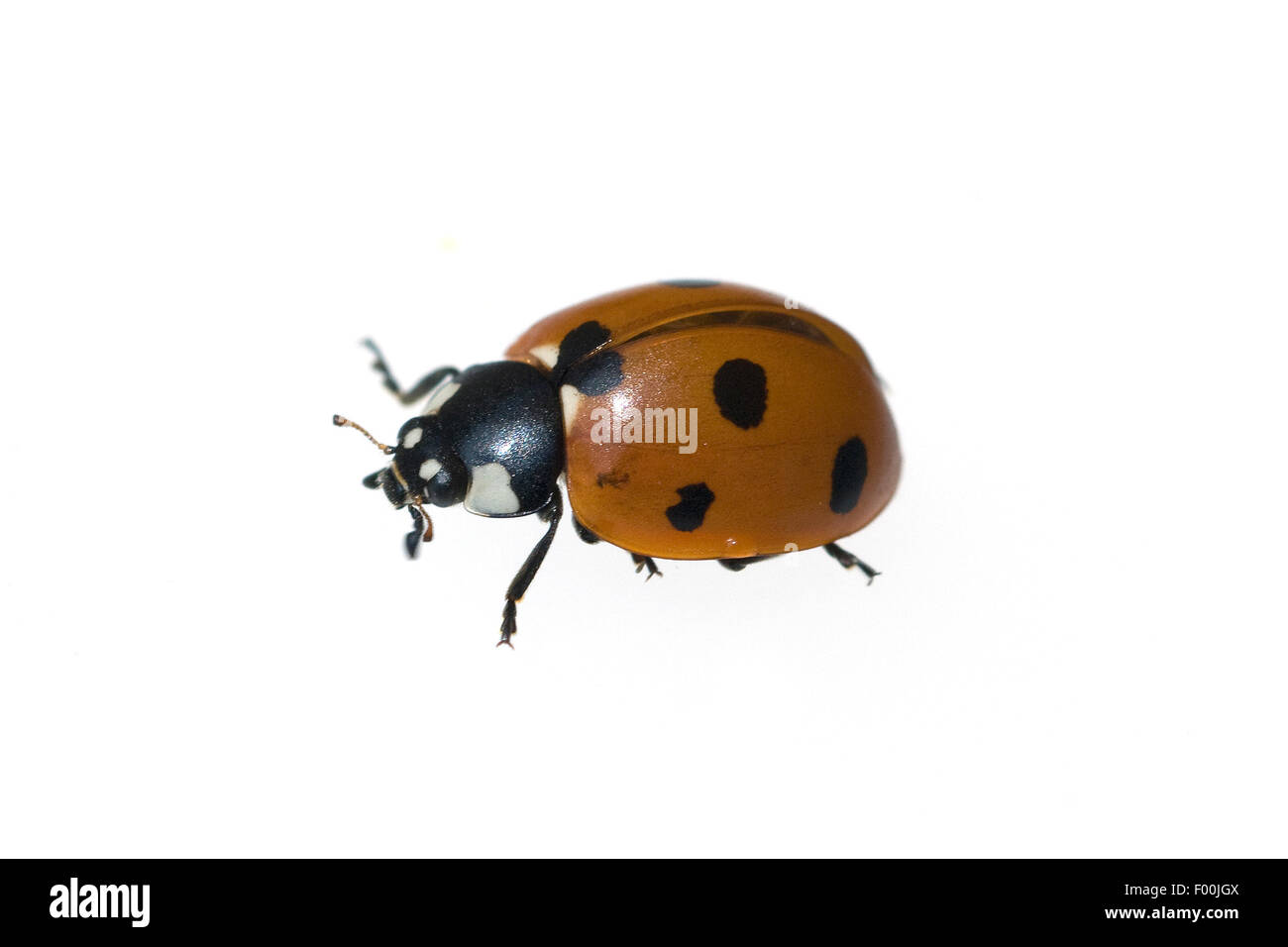 Marienkaefer; Coccinella; semptempunctata; 7-Punkt; insekt Foto Stock