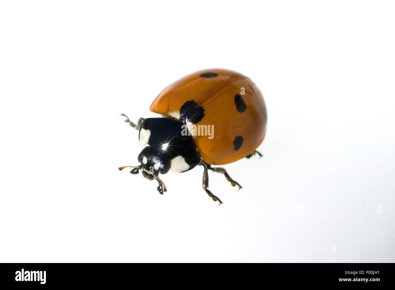 Marienkaefer; Coccinella; semptempunctata; 7-Punkt; insekt Foto Stock