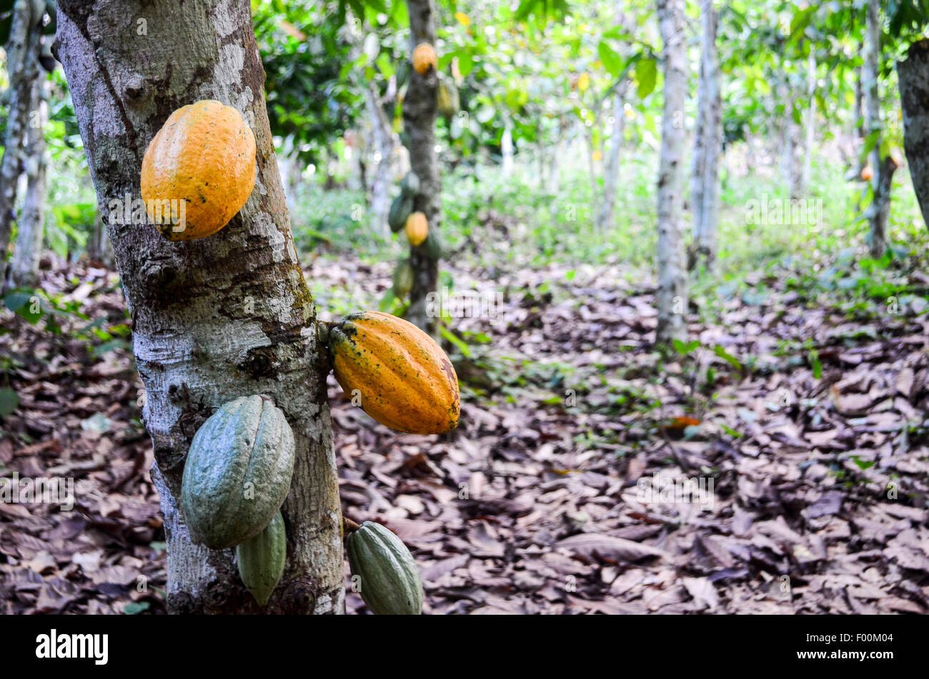 Geen e giallo baccelli di cacao in una piantagione in Ghana Foto Stock