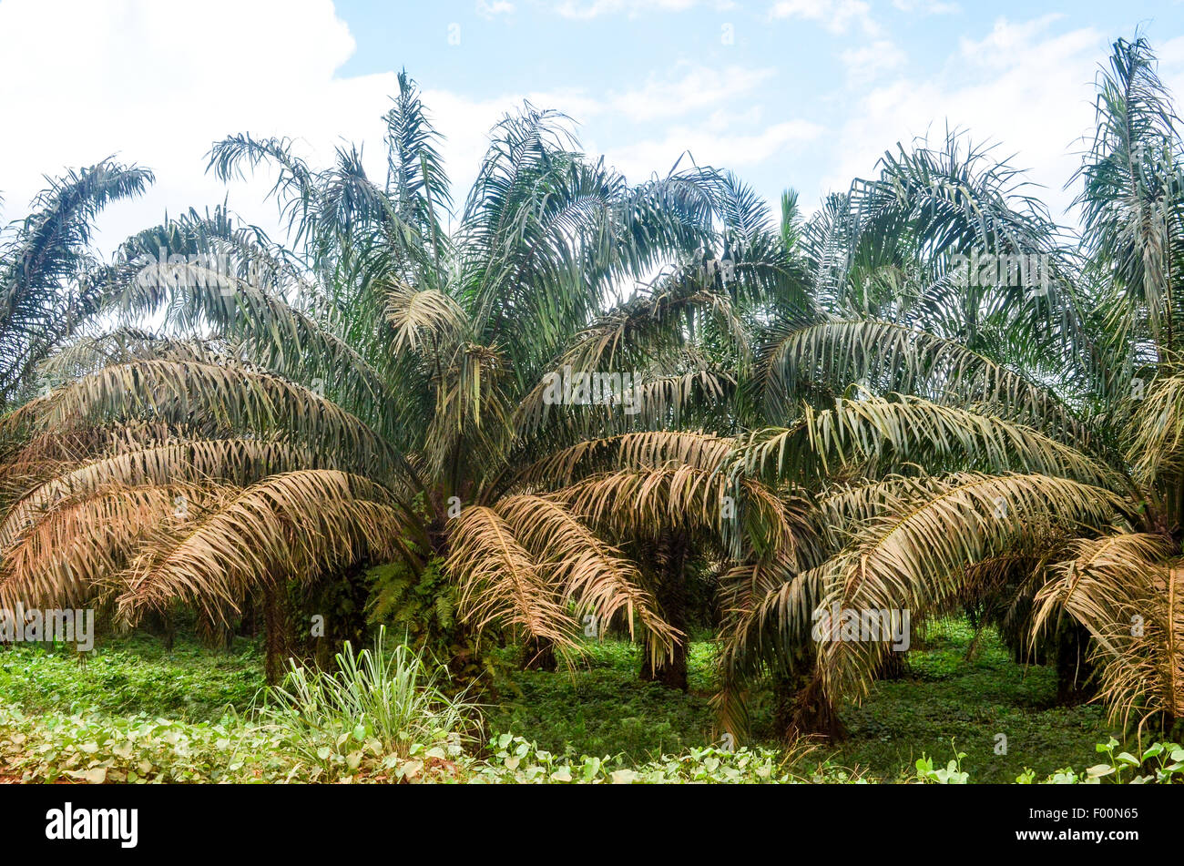 Palm tree (olio di palma) piantagioni in Ghana Foto Stock