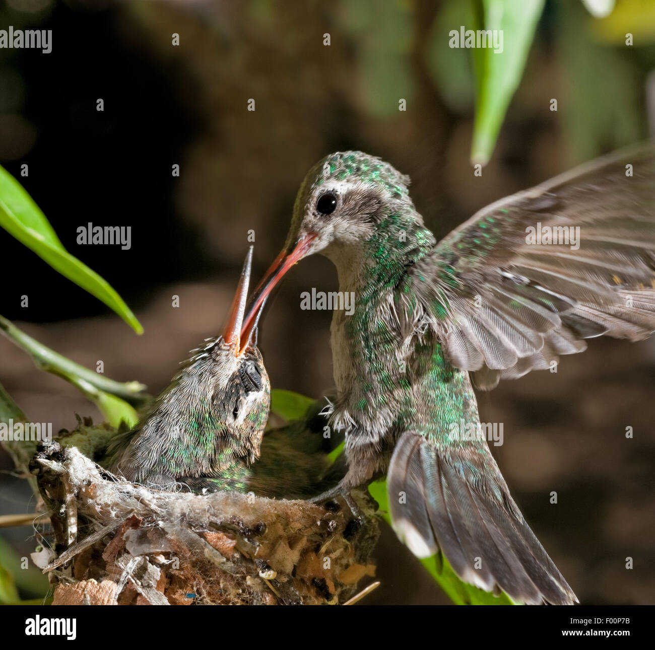 Costa del nido Hummingbird alimentazione dei giovani- Calypte costae (femmina) Foto Stock