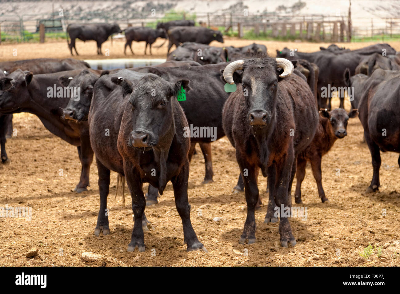 Curioso Vacche Bovini - piazzale di stoccaggio - Utah Foto Stock
