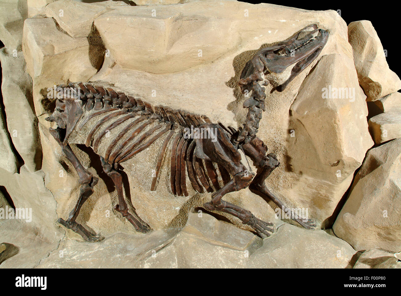 Titanothere fossili, Dolichorhinus longiceps, (anche Sphenocoelus, famiglia Brontotheriidae) tardo Eocene, Uinlta bacino, Utah Foto Stock