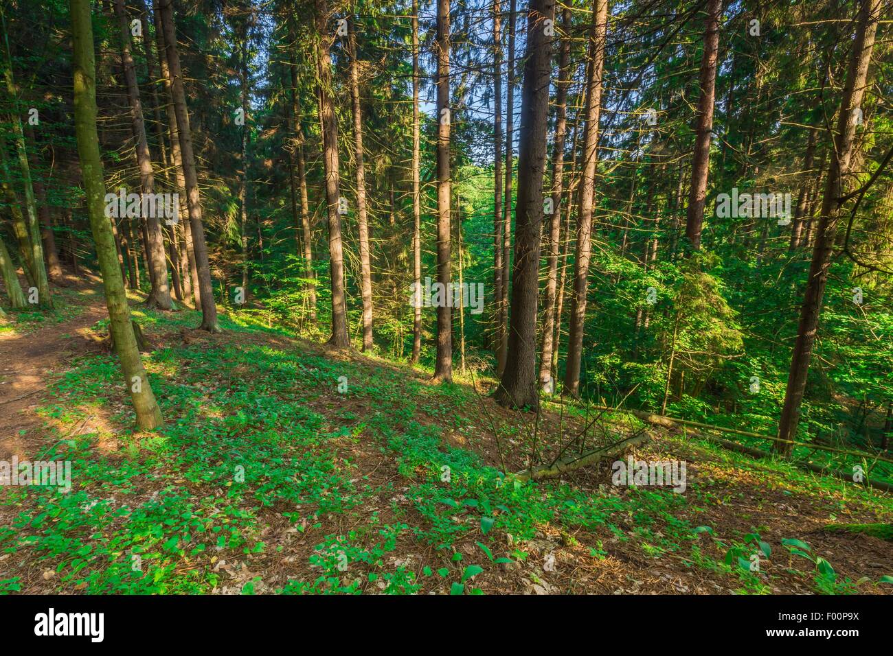 La luce del sole nel bosco di latifoglie, Estate Natura. Sunny alberi del bosco selvatico in Polonia. Boschi sfondo. Foto Stock