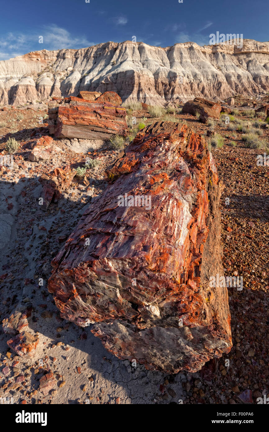 Albero pietrificato sezione - Parco Nazionale della Foresta Pietrificata, AZ Foto Stock