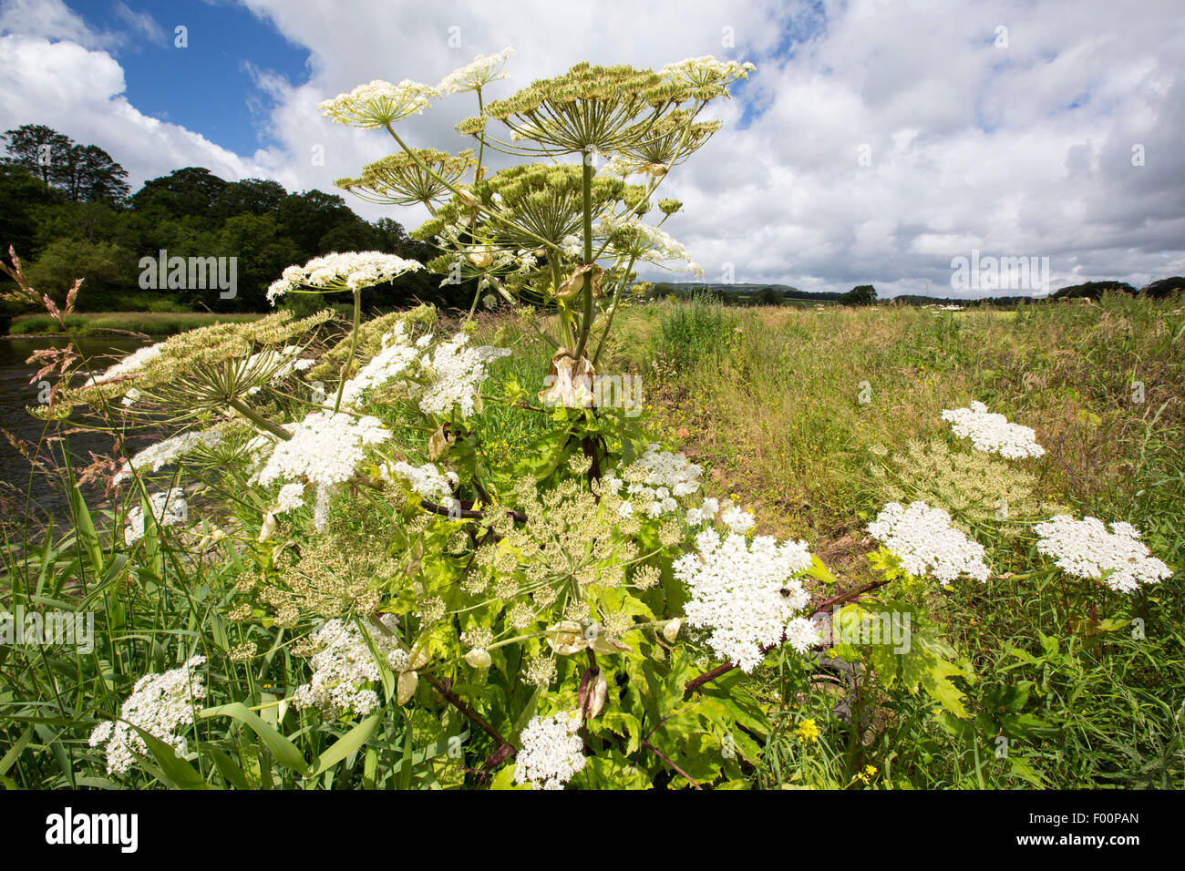 Un gigante Hogweed, Heracleum mantegazzianum, un invasiva pianta tossica, sulle rive del fiume Ribble vicino a Clitheroe, Lancashire, Regno Unito, Foto Stock